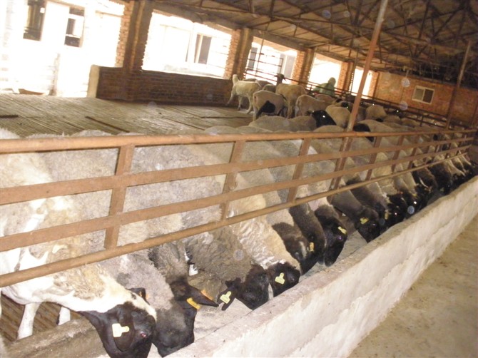 �Ų�����