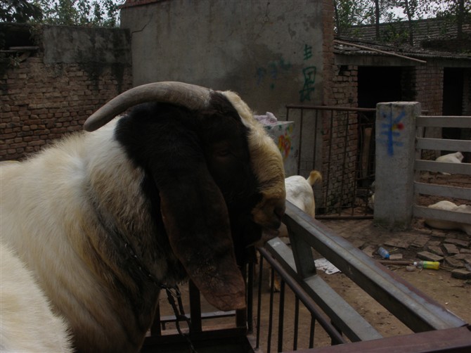 ����ɽ������